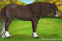 Horse Color:Liver Chestnut Splash