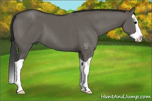 Horse Color:Grullo Splash 