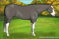 Horse Color:Grullo Splash
