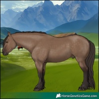 Horse Color:Liver Red Dun