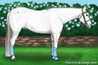 Horse Color:Brown Appaloosa 