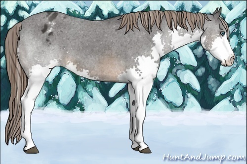 Horse Color:Brown Splash Appaloosa 
