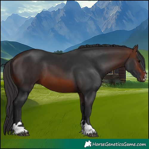 Horse Color:Brown