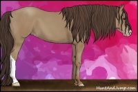 Horse Color:Classic Champagne 