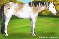 Horse Color:White Spotted Buckskin Dun 