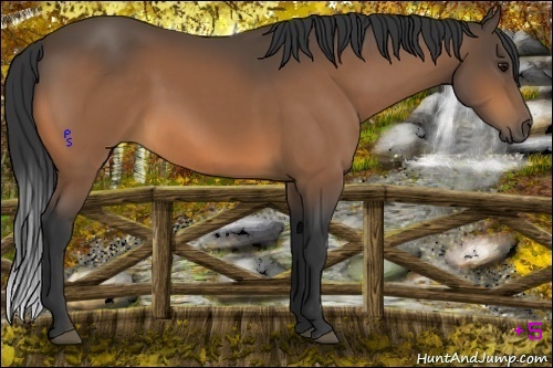 Horse Color:Buckskin 