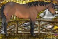Horse Color:Buckskin 
