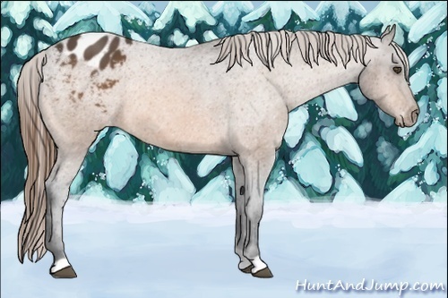 Horse Color:Buckskin Blanket 