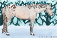 Horse Color:Buckskin Appaloosa