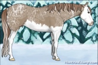 Horse Color:Liver Red Dun Ice Splash 