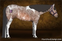 Horse Color:Bay Ice Tobiano