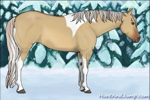 Horse Color:Silver Bay Dun Tobiano 