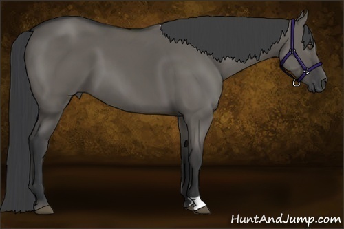 Horse Color:Grullo