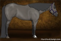 Horse Color:Grullo 