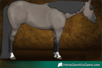 Horse Color:Grullo