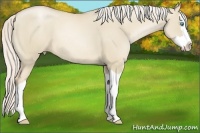 Horse Color:Palomino Pearl Dun Splash 