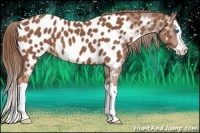 Horse Color:Chestnut Splash Near Leopard