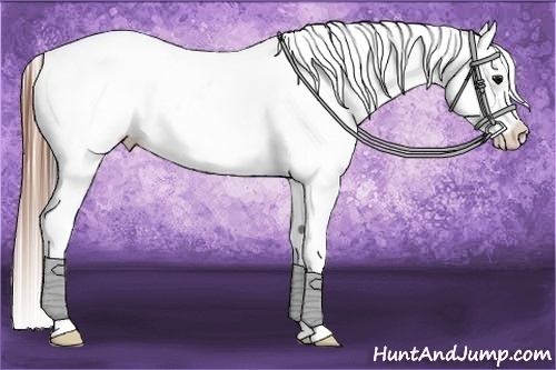 Horse Color:Bay Splash Appaloosa 