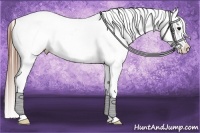Horse Color:Bay Splash Appaloosa