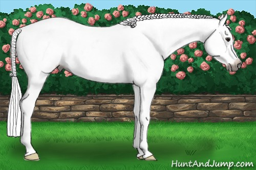 Horse Color:Gray Bay Roan Snowcap