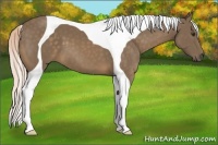 Horse Color:Chocolate Palomino Tobiano 