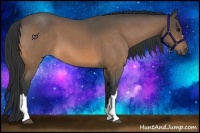 Horse Color:Buckskin Roan 