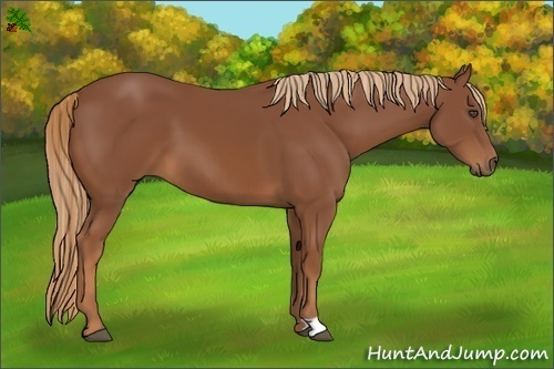 Horse Color:Chestnut 