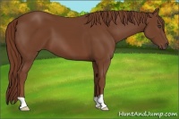 Horse Color:Chestnut 