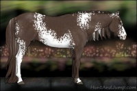 Horse Color:White Spotted Liver Chestnut 