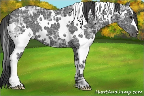 Horse Color:White Spotted Black Ice 