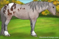Horse Color:Brown Varnish Rabicano 