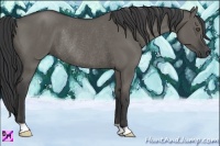 Horse Color:Grullo Rabicano