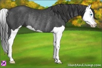 Horse Color:Smoky Black Splash Rabicano