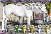Horse Color:Gray Grullo