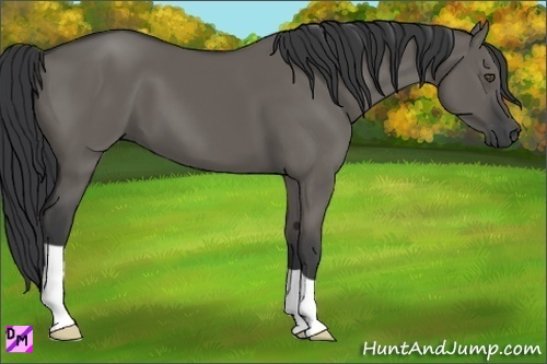 Horse Color:Grullo