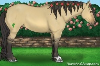 Horse Color:Buckskin Dun