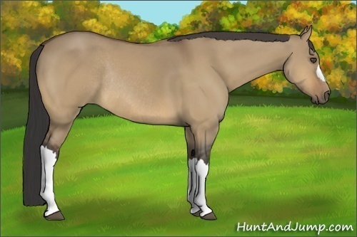 Horse Color:Buckskin Dun Rabicano