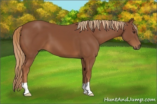 Horse Color:Unknown 