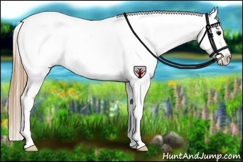 Horse Color:Smoky Blue Roan Appaloosa