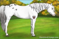 Horse Color:Liver Chestnut Appaloosa