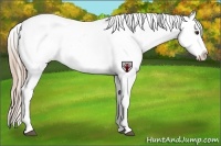 Horse Color:Red Dun Appaloosa
