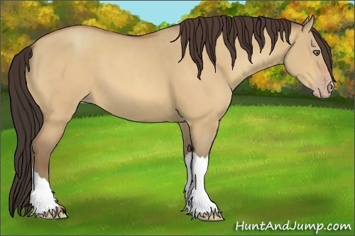 Horse Color:Unknown 