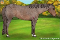 Horse Color:Liver Chestnut Appaloosa 