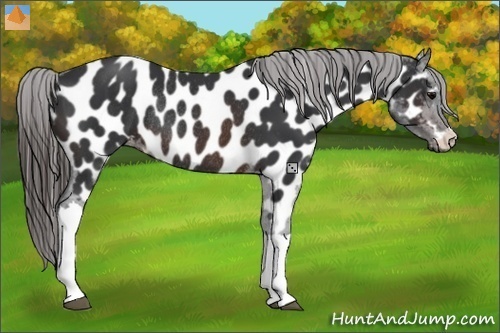 Horse Color:Brown Appaloosa Rabicano 