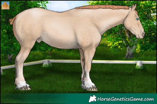 Horse Color:Buckskin Pearl 