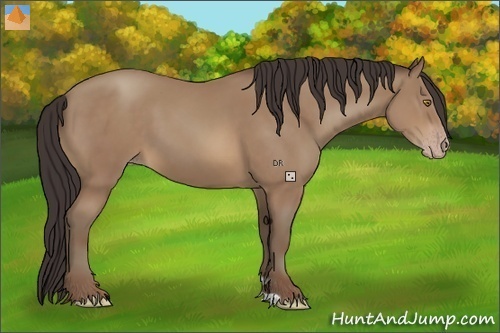 Horse Color:Sable Champagne 