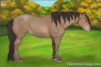 Horse Color:Sable Champagne 