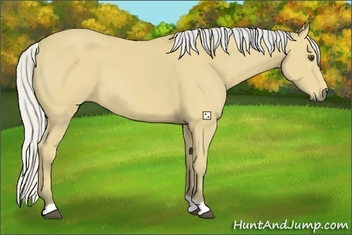 Horse Color:Silver Buckskin 