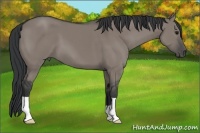 Horse Color:Grullo