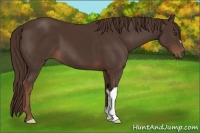 Horse Color:Liver Chestnut